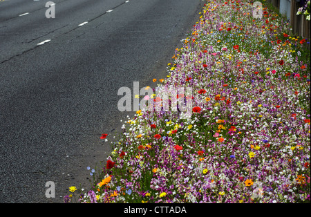 Wilde Blumen wachsen von einem Straßenrand in Birmingham, UK Stockfoto