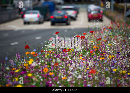 Wilde Blumen wachsen von einem Straßenrand in Birmingham, UK Stockfoto