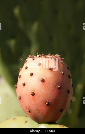 Opuntia Cochenillifera, Feigenkaktus, rosa. Stockfoto