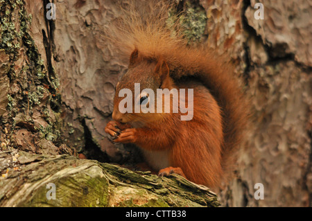 Eichhörnchen füttern auf einer Kiefer Stockfoto