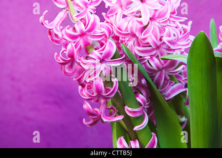 Hyacinthus Sorte, Hyazinthe, rosa. Stockfoto