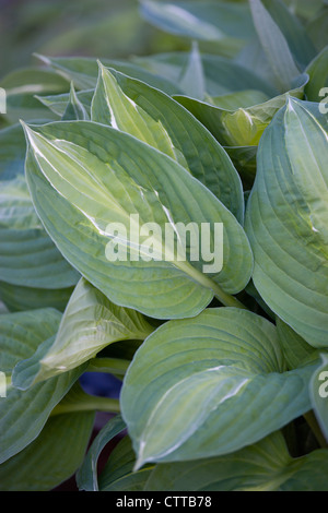 Hosta 'Striptease', Hosta, grün. Stockfoto