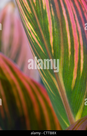 CANNA 'Tropicanna', Canna, grün. Stockfoto