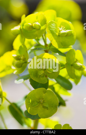 Euphorbia Amygdaloides Robbaie, Euphorbien, Wolfsmilch, grün. Stockfoto