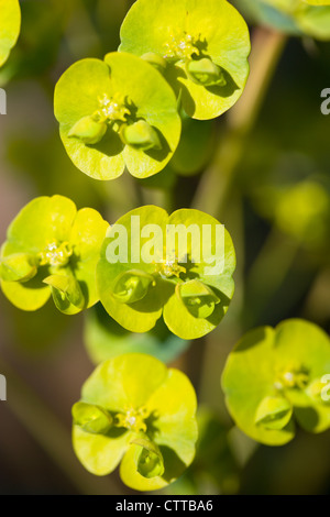 Euphorbia Amygdaloides Robbaie, Euphorbien, Wolfsmilch, grün. Stockfoto