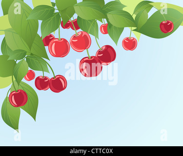 zur Veranschaulichung der Reife rote saftige Kirschen an einem Baum mit Laub Hintergrund und blauer Himmel und Platz für text Stockfoto