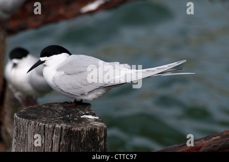 White-fronted Tern ruhen in Wellers Rock auf der Otago Halbinsel auf der Südinsel Neuseelands.   Tara-Seeschwalbe Rastet. Stockfoto