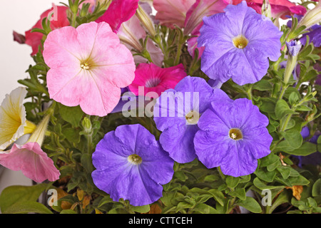 Mehrere Blüten in rosa, lila und rote Petunien (Petunia Hybrida) füllen den Rahmen Stockfoto