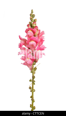 Einzigen Stamm mit rosa Blüten von Löwenmaul (Antirrhinum Majus) vor einem weißen Hintergrund isoliert Stockfoto