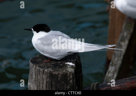 White-fronted Tern ruhen in Wellers Rock auf der Otago Halbinsel auf der Südinsel Neuseelands.   Tara-Seeschwalbe Rastet. Stockfoto