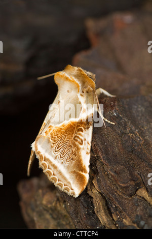 Buff Bögen (Habrosyne Pyritoides) Motte Stockfoto