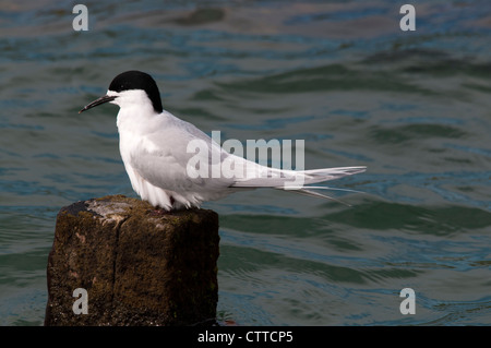 White-fronted Tern ruhen in Wellers Rock auf der Otago Halbinsel auf der Südinsel Neuseelands.   Tara-Seeschwalbe Rastet. Stockfoto