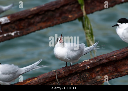 White-fronted Tern ruhen in Wellers Rock auf der Otago Halbinsel auf der Südinsel Neuseelands.   Tara-Seeschwalbe Rastet. Stockfoto