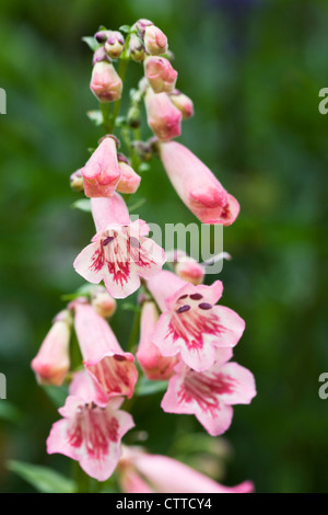 Penstemon 'Hidcote Pink' wächst an der Grenze. Bart Zunge Blume. Stockfoto