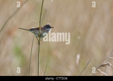 Whitethroat (Sylvia Communis) ruht auf Schilf während der Nahrungssuche Stockfoto