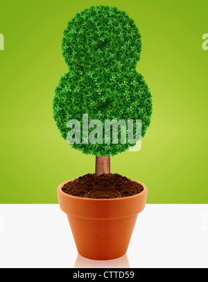 Kleiner grüner Baum in einem Topf mit grünem Hintergrund. Stockfoto