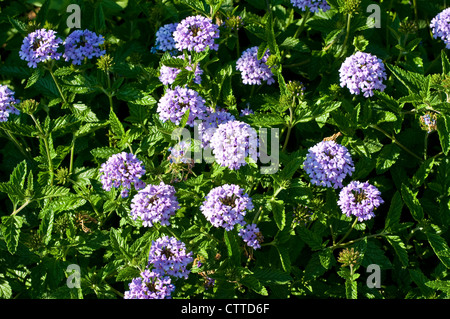 Eisenkraut "La France" Stockfoto