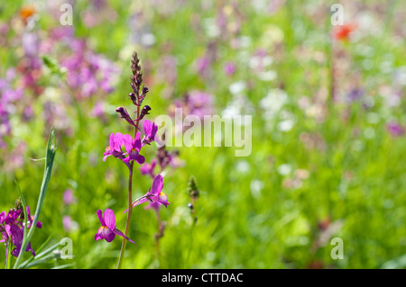 Einzelne lila Wildblumen in einem Feld von Sommer wilde Blumen, England, UK Stockfoto