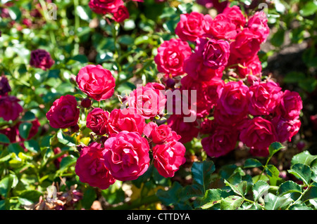 Rosa Lancashire "Korstesgli" Stockfoto