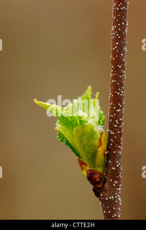 Weiße Birke (Betula Papyrifera) entstehen lässt, Greater Sudbury, Ontario, Kanada Stockfoto