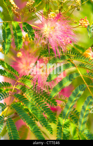 Persischer Silk Baum (Albizia Julibrissin) Laub und Blüten Stockfoto