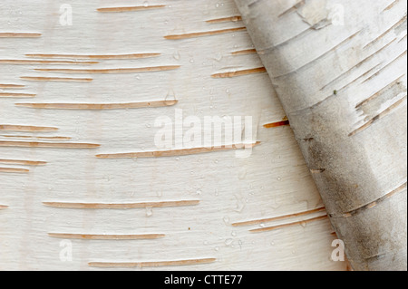 Weiße Birke (Betula Papyrifera) Detail der Rinde, Greater Sudbury, Ontario, Kanada Stockfoto