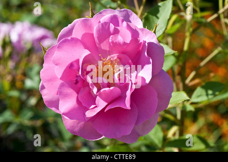 Rosa Cariad "Auspanier" Stockfoto