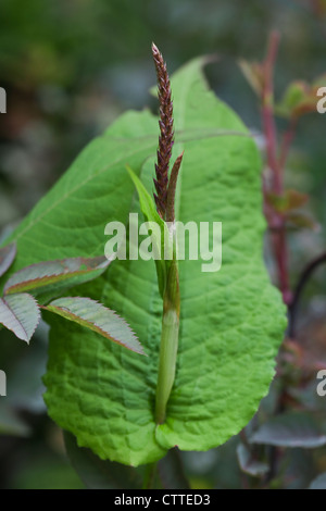 Aufstrebenden Blume Spire, Persicaria Amplexicaulis "Taurus", Juli, UK Stockfoto