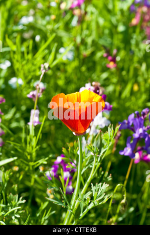 Kalifornischer Mohn in einem Feld von Sommer wilde Blumen, England, UK Stockfoto