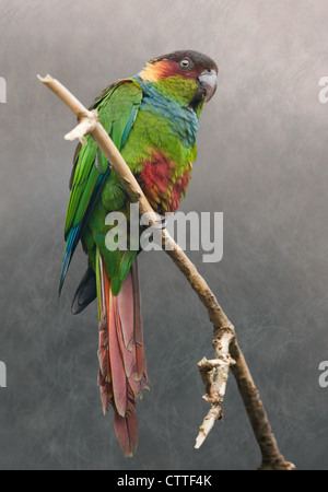 Blauer Throated Conure (Pyrrhura Cruentata) Stockfoto