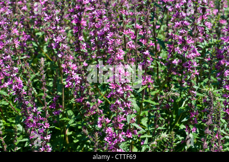 Lythrum Salicaria 'Feuerkerze' Stockfoto