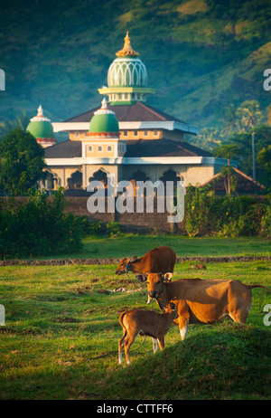 Kühe in der Nähe einer Moschee in das Meer Dorf Pemuteran, Bali, Indonesien früh am Morgen. Stockfoto