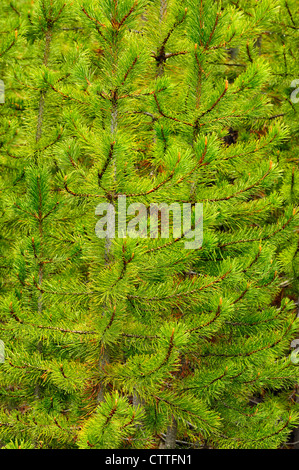 Lodgepole Pine (Pinus Contorta) Sämlinge im Wald Feuer Bereich, Yellowstone-Nationalpark in Wyoming Stockfoto