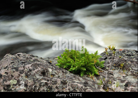 Fichte Sämling in Felsvorsprung Firehole River, Yellowstone-Nationalpark in Wyoming Stockfoto