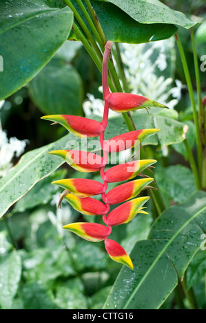 Heliconia - falsche Bird Of Paradise Stockfoto