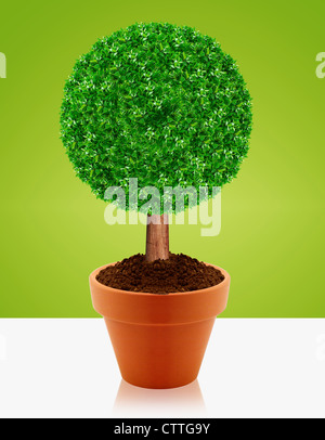 Kleiner grüner Baum in einem Topf mit grünem Hintergrund. Stockfoto