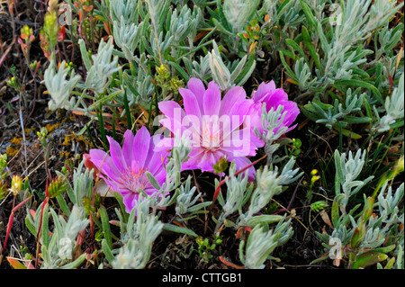 Bitterroot (Lewisia Rediviva), Yellowstone-Nationalpark Montana, USA Stockfoto