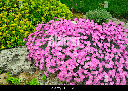 Alpinen Garten Pflanzen in voller Blüte Alpine rosa Dianthus - Frau Holt und Sedum stenopetalum - Douglassii Hardy, grössere Sudbury, Ontario, Kanada Stockfoto