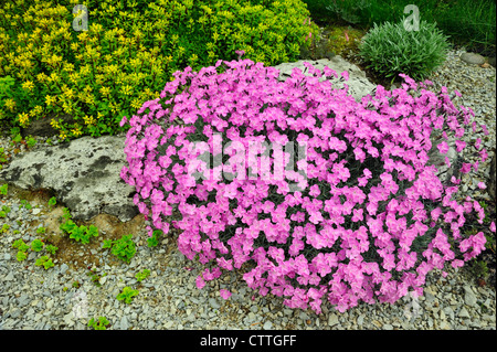 Alpinen Garten Pflanzen in voller Blüte Alpine rosa Dianthus - Frau Holt und Sedum stenopetalum - Douglassii Hardy, grössere Sudbury, Ontario, Kanada Stockfoto