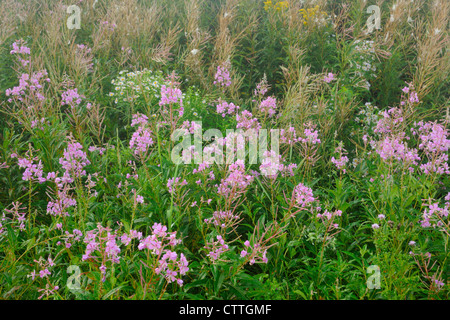 Spätsommer Wildblumen im alten Feld-Weidenröschen (Epilobium Angustifolium L., Onagrace größere Sudbury (Felchen) Ontario, Kanada Stockfoto