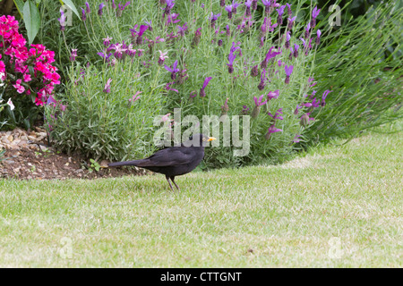 Eine männliche Amsel in einem vorstädtischen Surrey-Garten Stockfoto