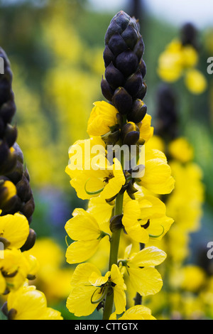 Senna Didymobotrya "Irwin und Barneby". Popcorn-Senna. Stockfoto