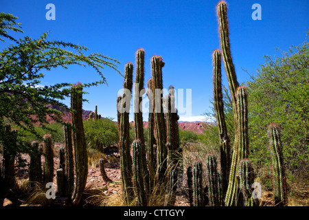 Kakteen in Canon Del Inca, Tupiza Chichas Range, südwestlichen Anden Bolivien, Südamerika Stockfoto
