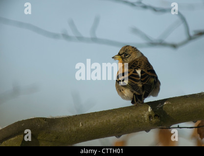 Bergfink (Fringilla Montifringilla) auf einem Ast im Schnee, Thetford Forest, Norfolk Stockfoto