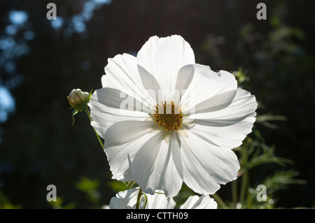 Cosmos Bipinnatus 'Purity' Stockfoto