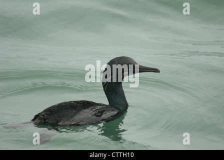 Brandts Kormoran (Phalacrocorax Penicillatus) in Monterey Bay Stockfoto