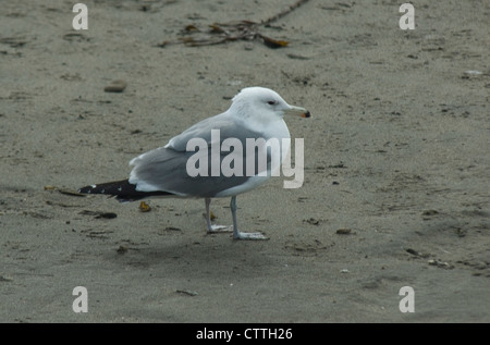 Kalifornien Gull (Larus Californicus) auf eine Beach, Kalifornien Stockfoto