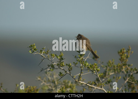 Kap-Bülbül (Pycnonotus Capensis) auf einem Busch Stockfoto