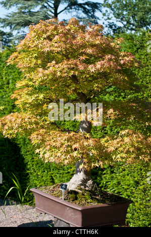 Bonsai-Baum - Acer palmatum Stockfoto