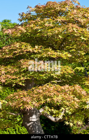 Bonsai-Baum - Acer palmatum Stockfoto